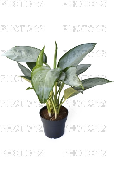 Potted Aglaonema Silverado Chinese Evergreen houseplant with silver leaves on white background