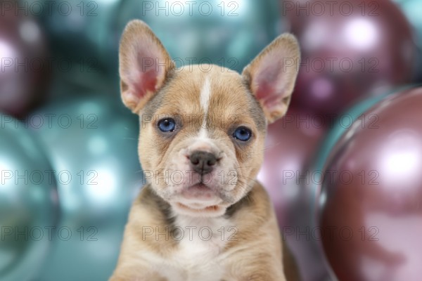 Portrait of 6 weeks old healthy French Bulldog dog puppy with colorful balloons in background