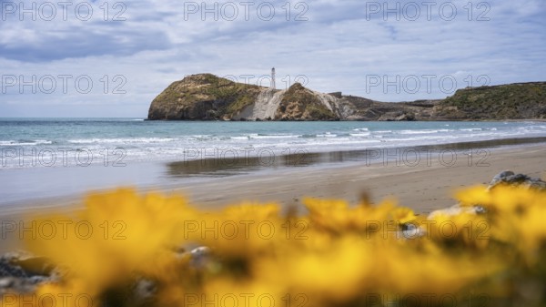 Castlepoint Beach with lighthouse on the rock, sea, yellow blooming gazanies in the foreground. Castlepoint, Wairarapa Coast, Wellington Region, North Island, New Zealand