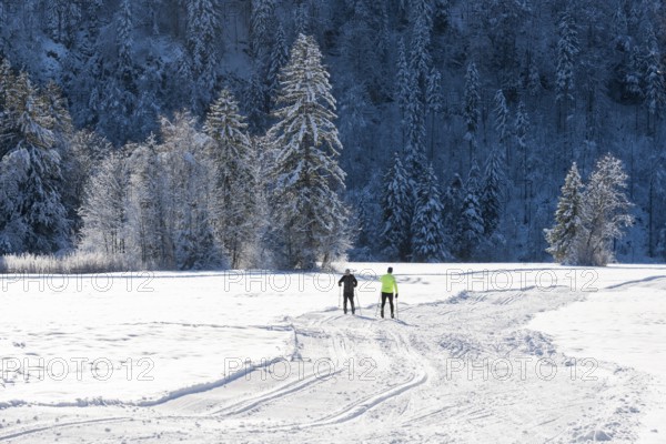 Two skiers together on snowy fields surrounded by snow-covered trees, cross-country skiing, near Schwangau, Ostallgäu, Allgäu, Bavaria, Germany