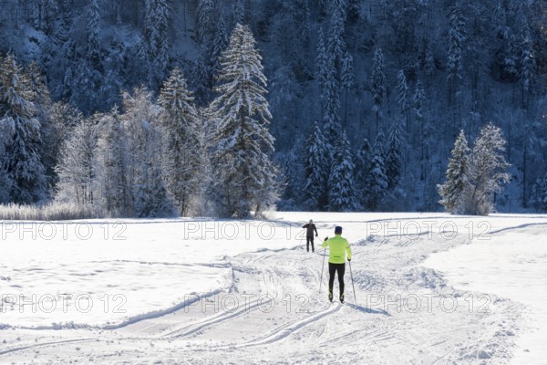 Two people skiing on snow-covered fields surrounded by wintry forest, cross-country skiing, near Schwangau, Ostallgäu, Allgäu, Bavaria, Germany