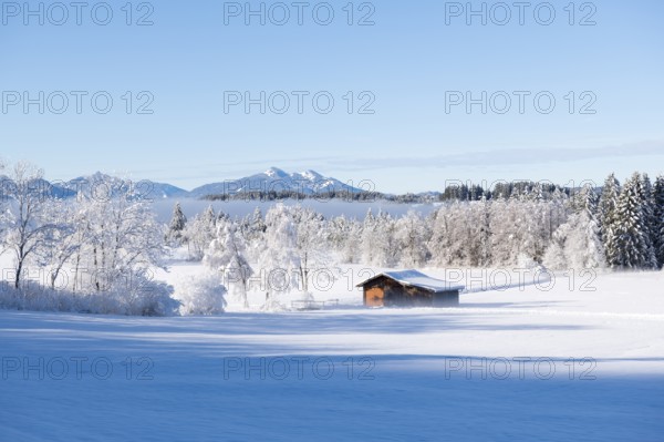 Snowy winter landscape with a secluded hut in front of a wooded mountain background, near Buching, Ostallgäu, Allgäu, Bavaria, Germany