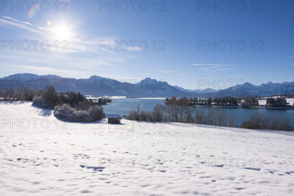Winter landscape with a snowy field and a sunny sky over a quiet lake, Forggensee near Roßhaupten, Ostallgäu, Allgäu, Bavaria, Germany