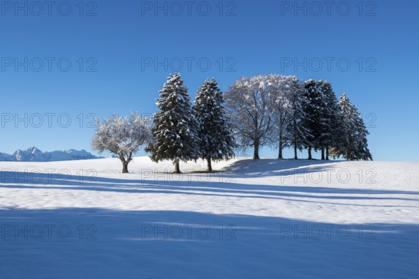 Snow-covered field with a row of trees and blue sky, near Buching, Ostallgäu, Allgäu, Bavaria, Germany