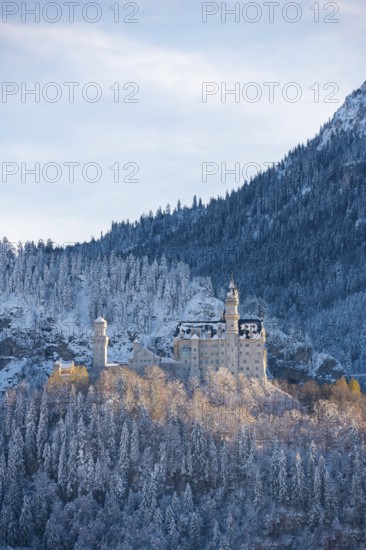 Majestic Neuschwanstein Castle in winter surrounded by snow-covered forest and mountain landscape, Schwangau, Ostallgäu, Allgäu, Bavaria, Germany