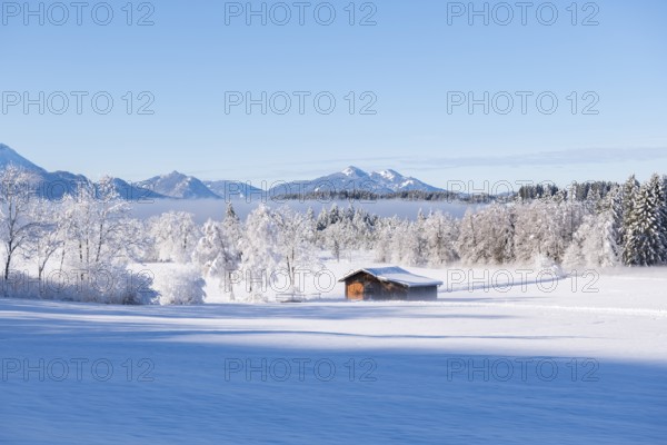 Snowy hut in a peaceful winter environment, surrounded by mountains, near Buching, Ostallgäu, Allgäu, Bavaria, Germany