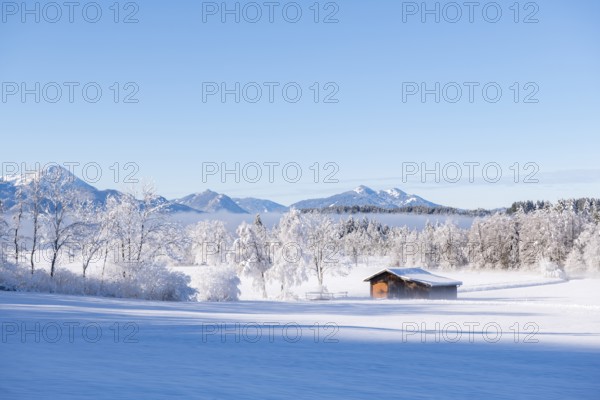 Snowy hut in a quiet winter landscape in front of mountains under clear skies, near Buching, Ostallgäu, Allgäu, Bavaria, Germany