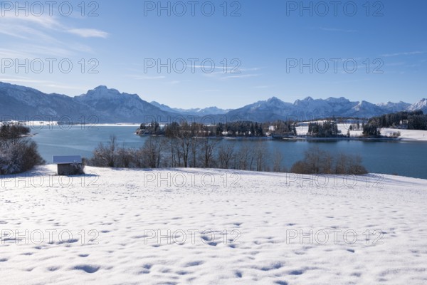 Panorama of a snowy field with lake and mountains under a clear blue sky, Forggensee near Roßhaupten, Ostallgäu, Allgäu, Bavaria, Germany