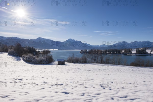 Snowy field with a view of a quiet lake and mountains under a bright sun, Forggensee near Roßhaupten, Ostallgäu, Allgäu, Bavaria, Germany