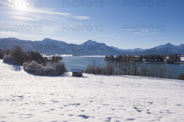 Clear winter panorama with snow, mountains and a calm lake under a blue sky, Forggensee near Roßhaupten, Ostallgäu, Allgäu, Bavaria, Germany