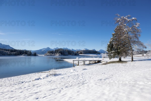 Snowy shore area with a jetty and a tree at the lake, Forggensee near Roßhaupten, Ostallgäu, Allgäu, Bavaria, Germany