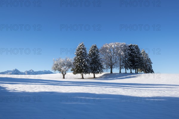 Snowy field with a group of trees under clear blue sky, near Buching, Ostallgäu, Allgäu, Bavaria, Germany