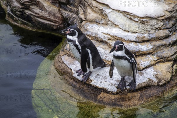 Humboldt penguin (Spenuiscus humboldti), penguin enclosure, Ozeaneum, Natukundemuseum, Stralsund, Mecklenburg-Vorpommern, Germany