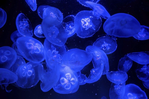 Jellyfish, moon jellyfish (Aurelia aurita) in the Ozeaneum, Hanseatic city of Stralsund, Mecklenburg-Western Pomerania, Germany