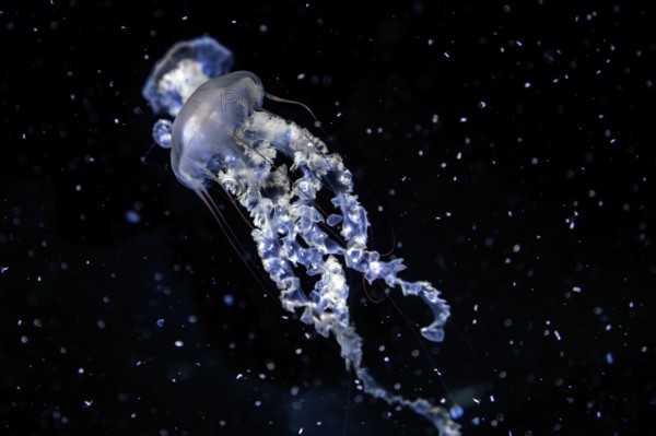 Jellyfish, compass jellyfish (Chrysaora hysoscella), Ozeaneum, Hanseatic City of Stralsund, Mecklenburg-Western Pomerania, Germany