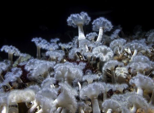 Sea anemone (Metridium senile), Ozeaneum, Hanseatic City of Stralsund, Mecklenburg-Western Pomerania, Germany