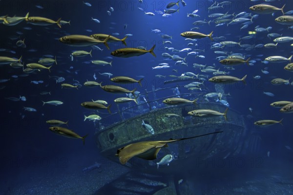 Fish in the huge aquarium in the Ozeaneum, Hanseatic City of Stralsund, Mecklenburg-Western Pomerania, Germany