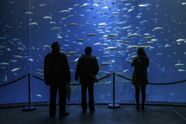 Visitors look at a huge aquarium in the Ozeaneum, Hanseatic City of Stralsund, Mecklenburg-Western Pomerania, Germany
