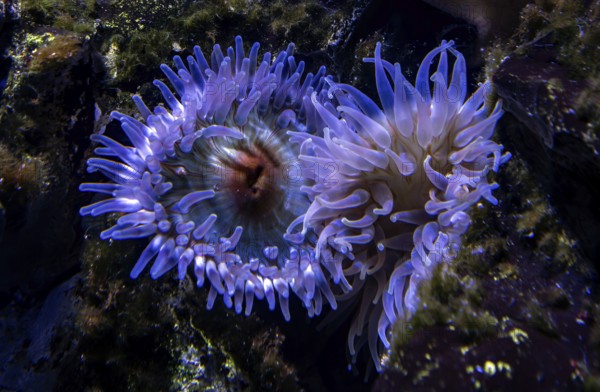 Sea anemones (Actiniaria), Ozeaneum, Hanseatic City of Stralsund, Mecklenburg-Western Pomerania, Germany