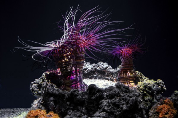 Filigree cylinder rose (Cerianthus filiformis), Ozeaneum, Hanseatic City of Stralsund, Mecklenburg-Western Pomerania, Germany