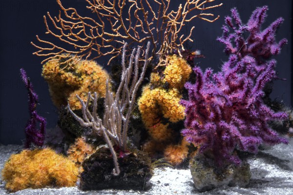Soft corals (Sclerophytum lamellatum), Ozeaneum, Hanseatic City of Stralsund, Mecklenburg-Western Pomerania, Germany