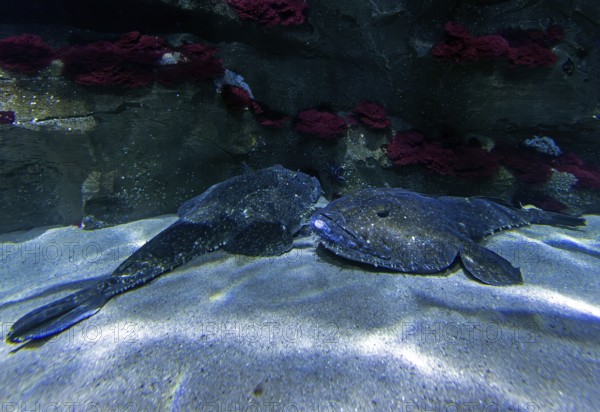 Anglerfish (Lophius piscatorius), Ozeaneum, Hanseatic City of Stralsund, Mecklenburg-Western Pomerania, Germany