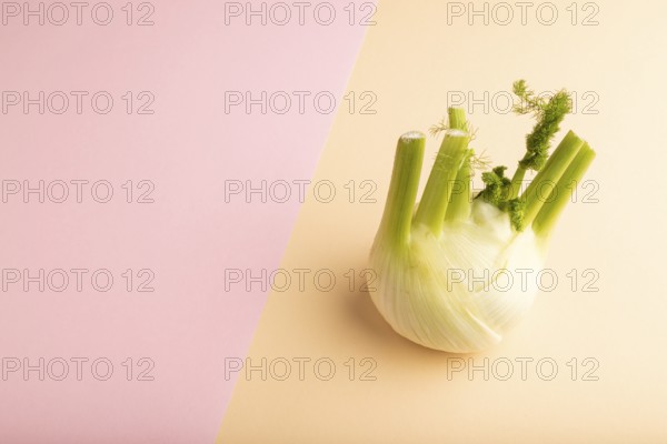 Fresh Fennel bulb on pink and orange pastel paper background, side view, copy space, minimalism