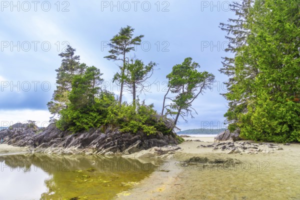 Coniferous trees are growing on a small rocky island in a sheltered bay on a cloudy day in tofino, a district municipality on vancouver island, in british columbia, on the west coast of canada