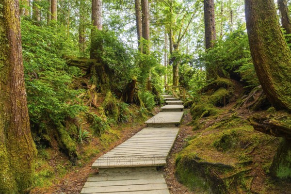 Wooden boardwalk winding through a vibrant green rainforest in tofino, located on vancouver island, british columbia, offering a tranquil escape into nature