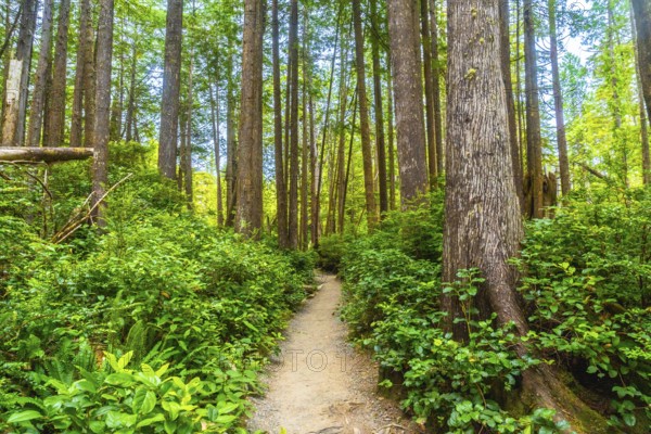 Sunlight filtering through the towering tree canopy illuminates a tranquil hiking trail winding through a vibrant rainforest in tofino, british columbia