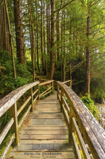 Winding through a lush green rainforest in tofino, british columbia, a wooden footbridge invites tranquil moments in nature, offering a serene escape into the wilderness