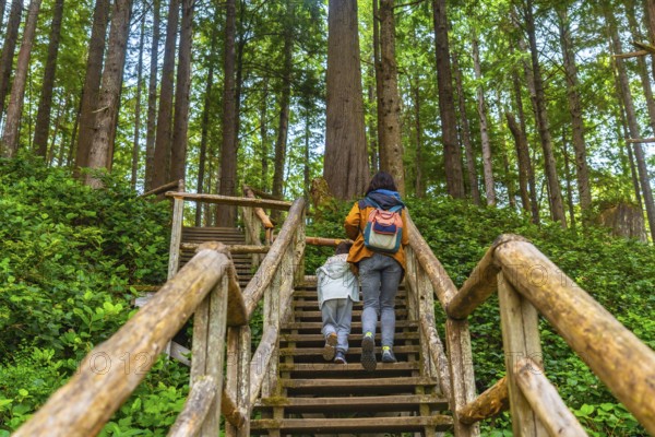 Mother and child are enjoying a leisurely hike, ascending a wooden staircase amidst the tranquil beauty of a lush rainforest, surrounded by towering trees and vibrant green foliage