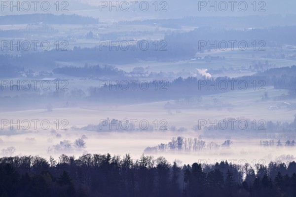 Meadows and trees in early fog, Reusstal, Merenschwand, Canton of Aargau, Switzerland