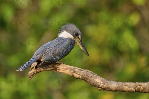 A kingfisher sitting on a branch in a natural environment, Red-breasted Kingfisher (Ceryle torquata), Rio Negro, Pantanal, UNESCO Biosphere Reserve, Mato Grosso, Brazil