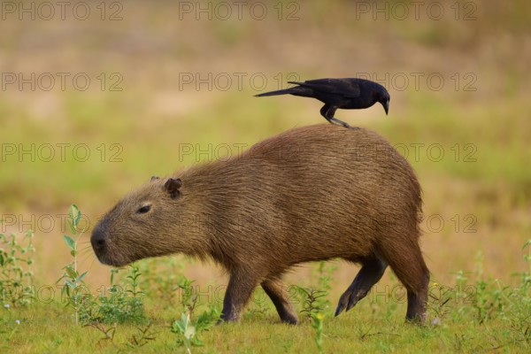 Black bird standing on a walking capybara in a natural environment, Capybara, capybara (Hydrochoerus hydrochaeris), giant cowbird (Molothrus oryzivorus), Rio Negro, Pantanal, UNESCO Biosphere Reserve, Mato Grosso, Brazil