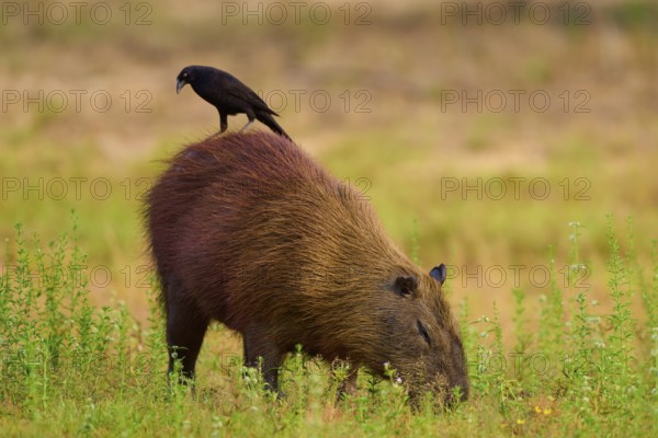 A black bird sitting on a capybara foraging in the grass, Capybara, capybara (Hydrochoerus hydrochaeris), giant cowbird (Molothrus oryzivorus), Rio Negro, Pantanal, UNESCO Biosphere Reserve, Mato Grosso, Brazil