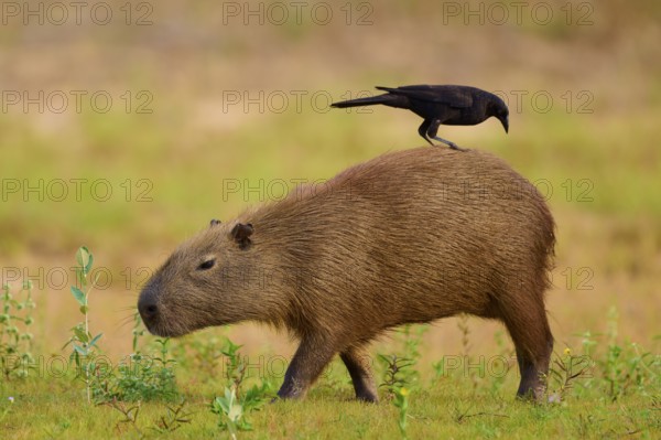A bird riding on a walking capybara in the grass, Capybara, capybara (Hydrochoerus hydrochaeris), giant cowbird (Molothrus oryzivorus), Rio Negro, Pantanal, UNESCO Biosphere Reserve, Mato Grosso, Brazil