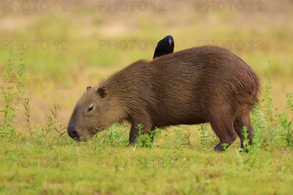 Bird sitting peacefully on a grazing capybara, capybara, capybara (Hydrochoerus hydrochaeris), giant cowbird (Molothrus oryzivorus), Rio Negro, Pantanal, UNESCO Biosphere Reserve, Mato Grosso, Brazil
