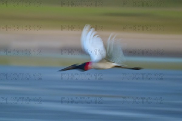 A bird in fast movement over water, with strong colours and blur, Jabiru (Jabiru mycteria), Pantanal, UNESCO Biosphere Reserve, Mato Grosso, Brazil