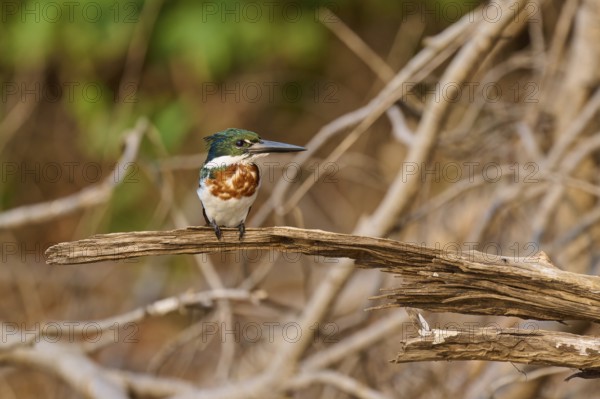 A kingfisher sits in a natural environment on a dry branch in a wooded area, Green Kingfisher (Chloroceryle americana), Rio Negro, Pantanal, UNESCO Biosphere Reserve, Mato Grosso, Brazil