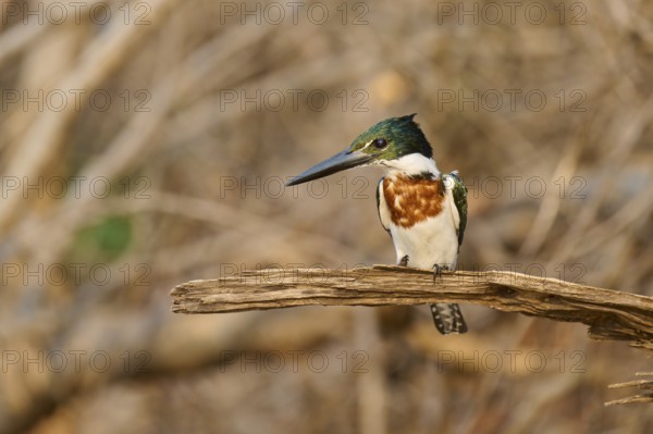 A kingfisher on a branch, surrounded by natural vegetation, in a quiet forest, Green Kingfisher (Chloroceryle americana), Rio Negro, Pantanal, UNESCO Biosphere Reserve, Mato Grosso, Brazil