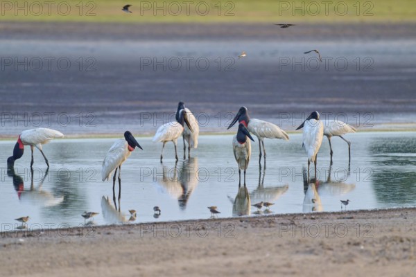 Several large birds are standing in the water, their reflections are visible, Jabiru (Jabiru mycteria), Pantanal, UNESCO Biosphere Reserve, Mato Grosso, Brazil