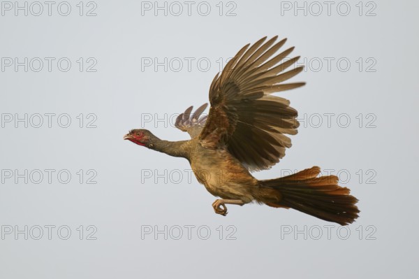 Bird in the air with spread wings and a red head against a blue sky, Chacochachalaca (Ortalis canicollis), Pantanal, UNESCO Biosphere Reserve, Mato Grosso, Brazil
