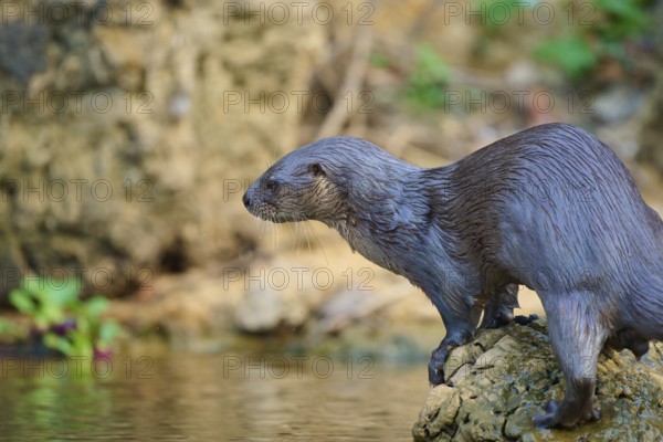 An otter sits on a rock on the riverbank, surrounded by natural greenery and water, Southern river otter (Lontra longicaudis), Rio Negro, Pantanal, UNESCO Biosphere Reserve, Mato Grosso, Brazil