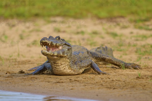 A caiman lies flat and calm on the sandy bank of a river, Spectacled caiman (Caiman yacare, Caiman crocodilus yacare), Rio Negro, Pantanal, UNESCO Biosphere Reserve, Mato Grosso, Brazil