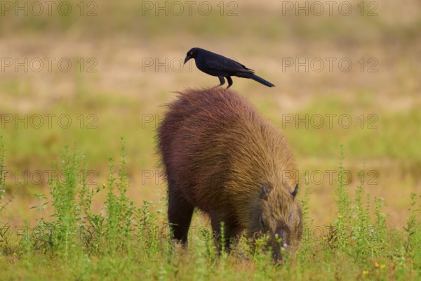 A black bird stands on a grass-eating capybara in a meadow, Capybara, capybara (Hydrochoerus hydrochaeris), giant cowbird (Molothrus oryzivorus), Rio Negro, Pantanal, UNESCO Biosphere Reserve, Mato Grosso, Brazil