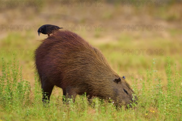 Bird standing on a capybara in a meadow and both appear calm, Capybara, capybara (Hydrochoerus hydrochaeris), Giant Cowbird (Molothrus oryzivorus), Rio Negro, Pantanal, UNESCO Biosphere Reserve, Mato Grosso, Brazil