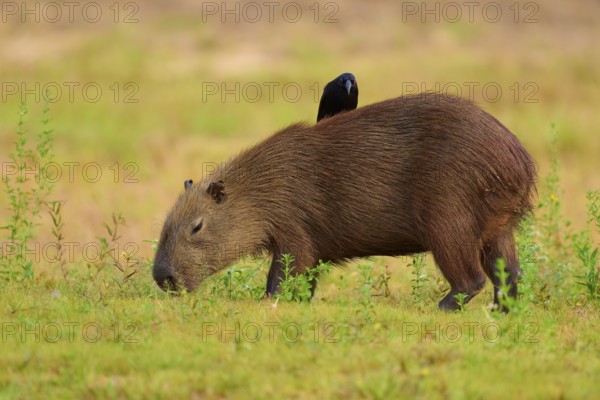 A black bird sitting on a grazing capybara in a green meadow, Capybara, capybara (Hydrochoerus hydrochaeris), giant cowbird (Molothrus oryzivorus), Rio Negro, Pantanal, UNESCO Biosphere Reserve, Mato Grosso, Brazil