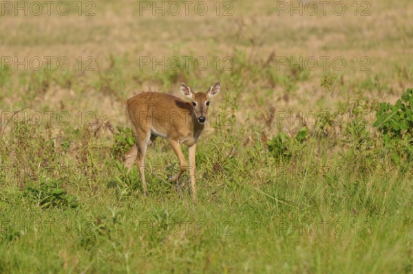 A deer stands with interest in a meadow, Grand Mazama or Red Mazama (Mazama americana), Pantanal, UNESCO Biosphere Reserve, Mato Grosso, Brazil