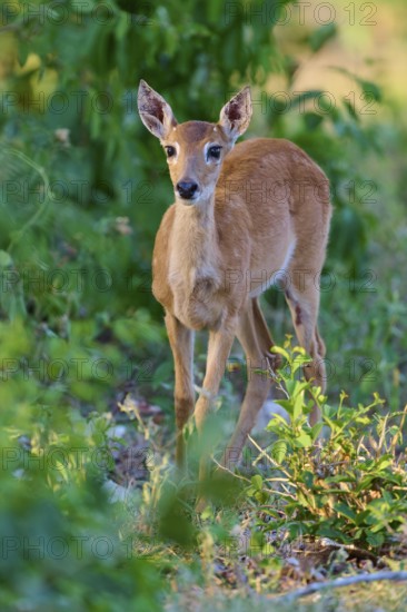 A young fawn peers cautiously through the undergrowth, Grand Mazama or Red Mazama (Mazama americana), Pantanal, UNESCO Biosphere Reserve, Mato Grosso, Brazil